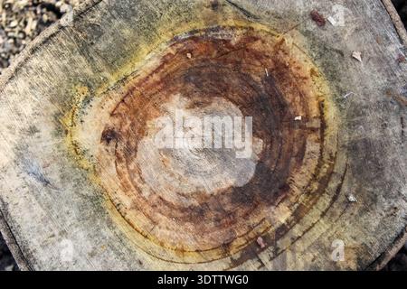 A top-down view of a weathered tree stump, showcasing a complex pattern of concentric growth rings in varying shades of brown, tan, and yellow. Stock Photo
