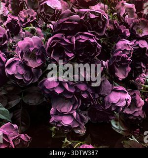 Deep violet and plum roses in dramatic dark-toned Hipstamatic close-up, analog vintage photography with rich saturated color and moody grain Stock Photo