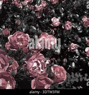 Dusty pink roses with desaturated foliage in Hipstamatic close-up, analog imperfect photography with muted vintage tones and soft grain Stock Photo