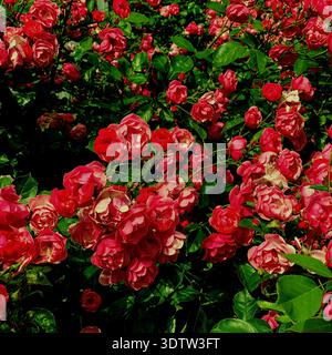 Vibrant red and pink garden roses in lush green foliage, Hipstamatic analog close-up with warm vintage color and imperfect retro charm Stock Photo