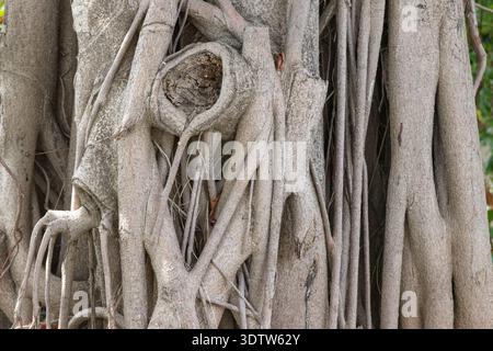 Close-up view of tangled banyan tree roots and gnarly trunk showing complex bark texture and organic patterns, evoking nature, age, strength and natur Stock Photo