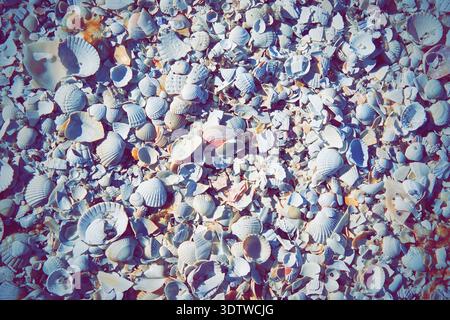 A vibrant, high-angle close-up shot capturing a dense expanse of seashells on a beach. The shells are predominantly white and pale blue, with hints of Stock Photo