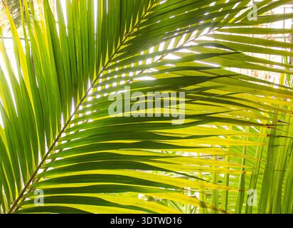 Fresh Green Palm leaves background with sun rays. Fresh coconut leaf texture. Stock Photo