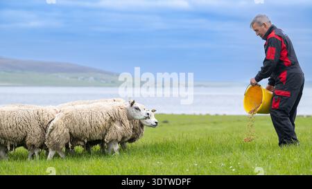 Farmer feeding his pedigree Beltex rams a bit of compound feed, Orkney, UK. Stock Photo
