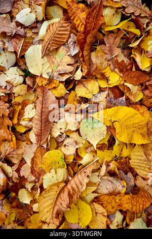 A dense, high-angle close-up view of a thick carpet of fallen autumn leaves covering the ground. The image showcases a rich and diverse palette of fal Stock Photo