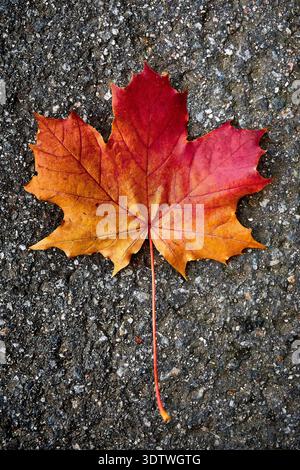 A vibrant, solitary maple leaf lies on a dark, textured asphalt surface, showcasing a beautiful color gradient from deep red at its top to bright oran Stock Photo