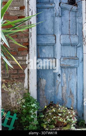 Weathered blue wooden door with peeling paint in Ioulida, Kea, Greece, framed by brick wall and green plants in a traditional cycladic setting. Stock Photo