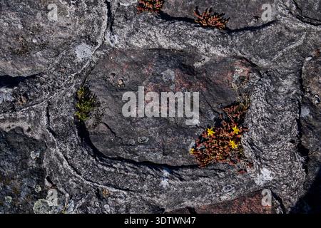 A detailed, top-down view of a textured rock surface, showcasing intricate patterns of dark grey and lighter, swirling grey geological formations. A c Stock Photo