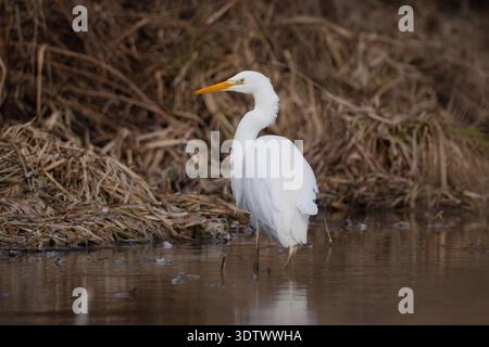 Great Egret (Ardea alba) standing on a frozen river bank among dry reeds and snow in winter. Stock Photo
