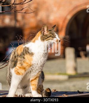 A calico cat sits on a ledge, yawning widely in the warm sunlight. The background features a blurred brick wall and soft focus plants, creating a cozy Stock Photo