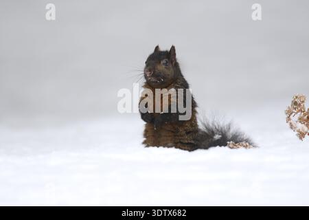 Melanistic eastern gray squirrel on a snowy day.  The darker color is advantageous for maintaining a higher body temperature. Stock Photo