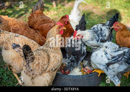Domestic hens and chickens actively feeding from a large bowl, displaying natural behavior while eating grains on a farm, representing agricultural pr Stock Photo
