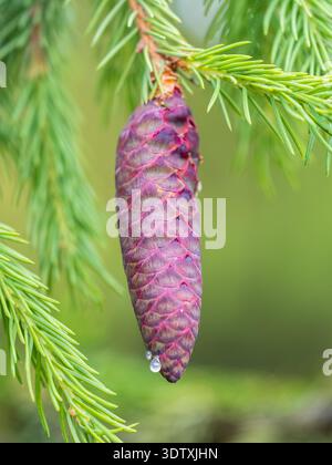 A young female cone of ordinary spruce, it is pink and its scales invitingly open in anticipation of pollen. Young cones of a Blue Spruce. Young fir c Stock Photo
