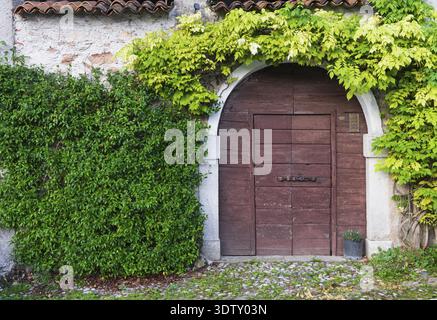 A rustic wooden door with an arched stone frame is surrounded by lush green and yellow climbing vines. A large dense ivy wall covers the left side. An Stock Photo
