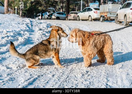 Two dogs get to know each other on the street in winter, a curly-haired brown dog and a mongrel Stock Photo