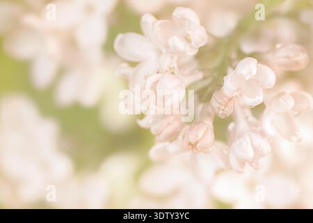 Pale pink lilac blooming fresh flowers in the corner with blur natural background macro Stock Photo