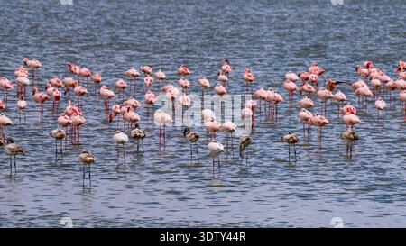 Flamingos standing in shallow lake water, creating a serene and colorful African wildlife scene. Stock Photo