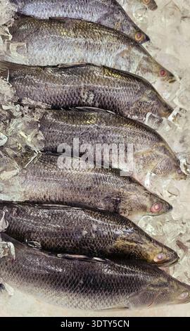 Stalling Angle Raw fish are displayed on crushed ice at Barcelona's La Boqueria market ...