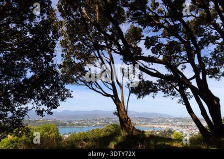 View through native bush from Mount Victoria over Wellington Harbour, New Zealand. Stock Photo