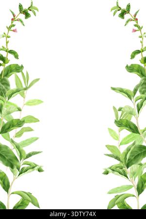 Plant with green leaves and pink flowers, floral frame. Watercolor illustration. Spring foliage, isolated on a background. For cards, invitations, gar Stock Photo