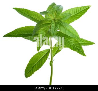 Lemon verbena  isolated on white background Stock Photo