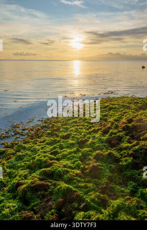 Bright green algae cover the rocky shoreline at low tide, with calm sea and warm sunset light reflecting across the water. Stock Photo