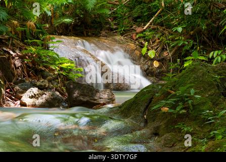 A small waterfall flows over smooth rock into a shallow forest stream surrounded by dense tropical vegetation. Stock Photo