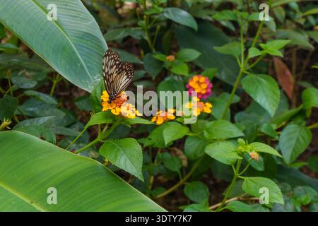 A butterfly feeds on a small flowering plant beneath broad green leaves in a tropical garden setting. Stock Photo