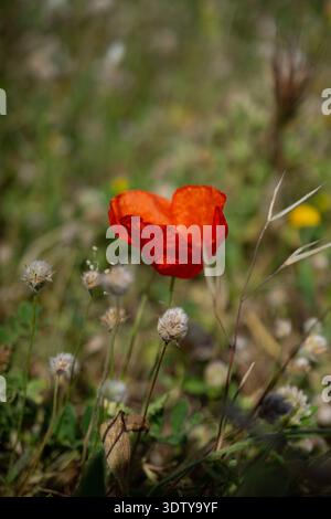Red poppy (Papaver rhoeas) flower growing in a grassy field, close-up showing delicate petals and shallow depth of field. Stock Photo