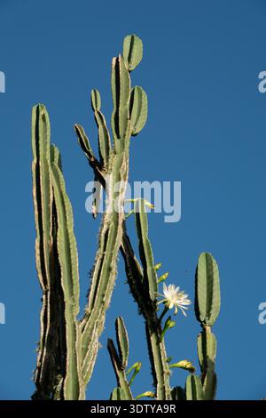 Nine metre San Pedro cactus (Echinopsis pachanoi) flowering in Kerikeri, New  Zealand Stock Photo - Alamy