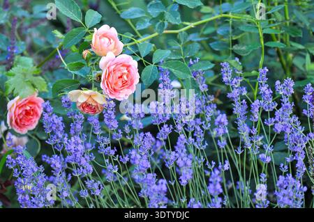 A close-up view showcases the vibrant contrast between soft peach roses and deep violet lavender spikes, creating a beautiful natural composition Stock Photo