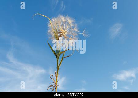 Low angle view of goat's beard (Tragopogon) seed head with large airy pappus sphere against bright blue summer sky. Stock Photo
