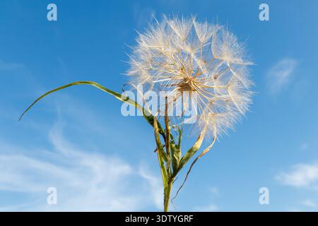 Low angle view of goat's beard (Tragopogon) seed head with large airy pappus sphere against bright blue summer sky. Stock Photo