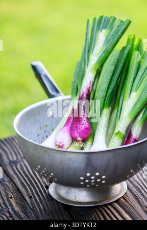 Young green onions in metal colander on wooden table outdoors, garden background. Fresh scallions close perspective, white purple bulbs and long green leaves Stock Photo