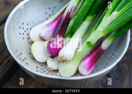 Spring onions in metal bowl on dark wooden surface, top view composition. Fresh scallions close detail, white purple bulbs with green leaves Stock Photo