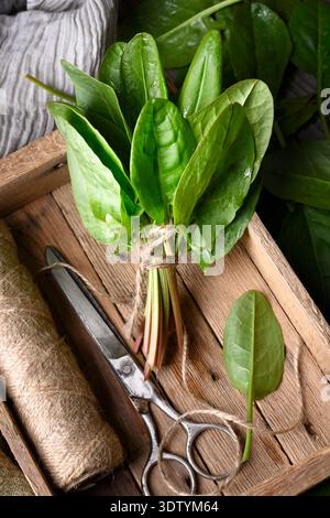 Raw sorrel leaves in rustic crate with kitchen scissors and twine. Fresh herbs, clean eating ingredients, countryside kitchen still life. Flat lay, top view Stock Photo