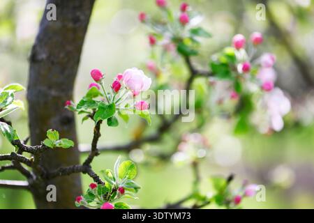 Pink apple tree blossoms with buds on branch in spring orchard. Fruit tree flowering, soft bokeh, macro detail, seasonal bloom, garden nature Stock Photo