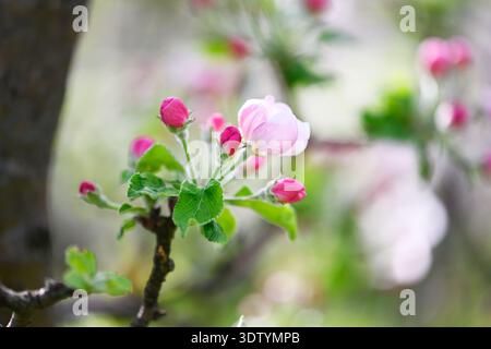 Delicate apple blossom flowers and unopened buds on tree branch with blurred green background. Springtime orchard, floral macro, pastel tones, natural light, fresh growth Stock Photo