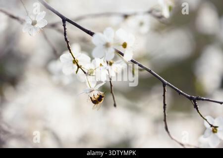 Close up of cherry tree blossoms with working bee on thin branch with creamy bokeh background. White petals, spring flowering tree, natural light, botanical scene Stock Photo