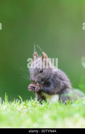 Schwarzes Eichhörnchen am Boden Stock Photo