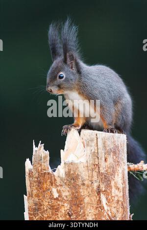 Schwarzes Eichhörnchen Stock Photo