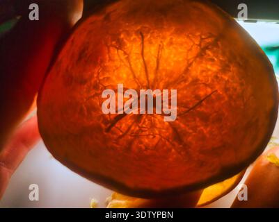 A high-resolution macro shot of a glowing orange peel. The backlighting reveals a complex network of fibers and pores, creating a vibrant, warm, and o Stock Photo