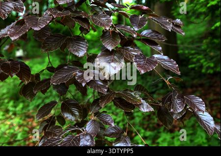 Fagus sylvatica purpurea tree branches, beautiful ornamental beech tree, copper beech with purple leaves, early summer season Stock Photo