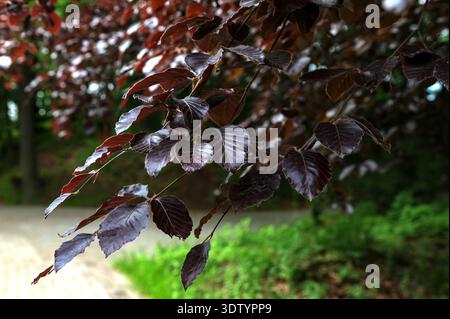 Fagus sylvatica purpurea tree branches, beautiful ornamental beech tree, copper beech with purple leaves, early summer season Stock Photo