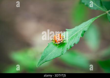 An orange colored ladybug sitting on a green leaf. Stock Photo