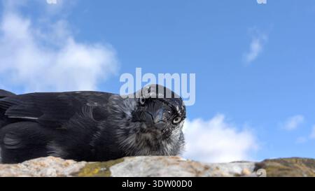 Jackdaw (Corvus monedula) with plumage pigment abnormality (Leucism) in closeup, on a stone wall. January, Kent, UK Stock Photo