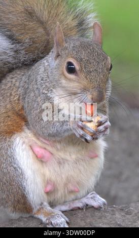 Grey Squirrel (Sciurus carolinensis) female in closeup eating a peanut Stock Photo