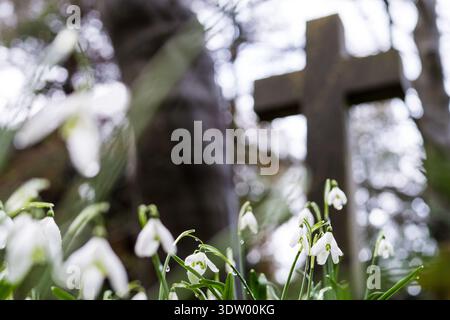 Snowdrops and a cross on a wet winters day in a graveyard, UK Stock Photo