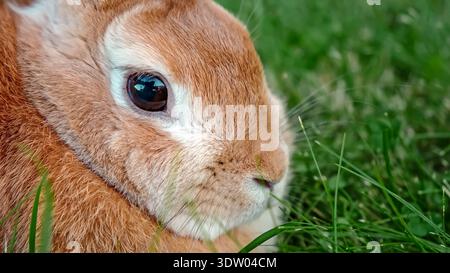 Cute reddish-brown rabbit twitching nose lying in green grass in a garden. Beige Easter Bunny resting on lawn looking at camera close-up side view Stock Photo