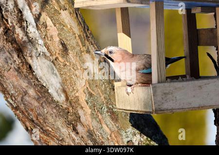 Eurasian jay or Garrulus glandarius bird colorful member of the crow family, perched on bird feeder table with. Bird feeding concept. Selective focus. Stock Photo